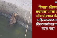 फुल्ल कॉन्फिडन्सने शिकार करायला गेला पण घडलं काहीतरी भलतंच, 'भीगी बिल्ली'सारखी झाली अवस्था, पाहा PHOTO