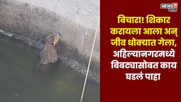 फुल्ल कॉन्फिडन्सने शिकार करायला गेला पण, 'भीगी बिल्ली'सारखी झाली अवस्था