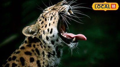 बिबट्याच्या हल्ल्यात मृत्यू (प्रतिकात्मक फोटो) बिबट्याच्या हल्ल्यात मृत्यू (प्रतिकात्मक फोटो)