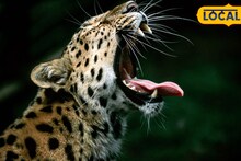 शेतात खेळत होता अन् क्षणात गायब; 8 वर्षीय चिमुकल्याचा बिबट्यानं घेतला जीव, जुन्नरमधील दुर्दैवी घटना