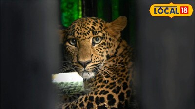 बिबट्याचा हल्ला (फाईल फोटो) 