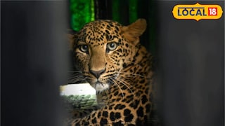 बिबट्याचा हल्ला (फाईल फोटो) 