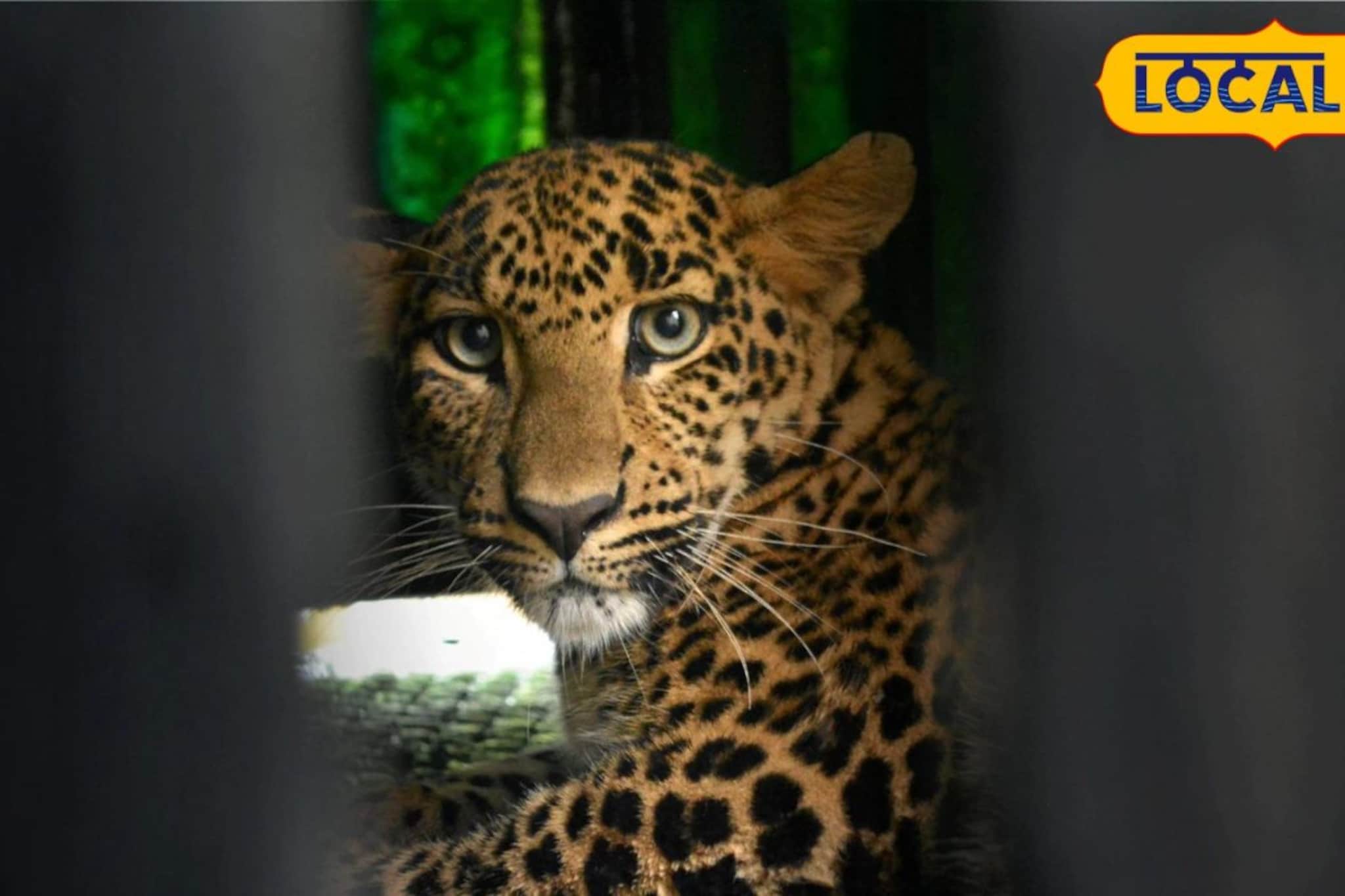 जुन्नरमध्ये दहशत कायम! नदीकाठावर गेलेला शेतकरी; अचानक बिबट्यानं झडप घातली अन्...