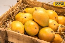 Pune Mango: पुणेकरांसाठी गुड न्यूज! मार्केट यार्डात 'हापूस'ची एन्ट्री, डझनचा भाव किती?