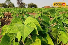 Rajma Farming : कमी क्षेत्रात मिळेल जास्त उत्पादन, अशी करा 90 दिवसांत राजमा शेती, Video