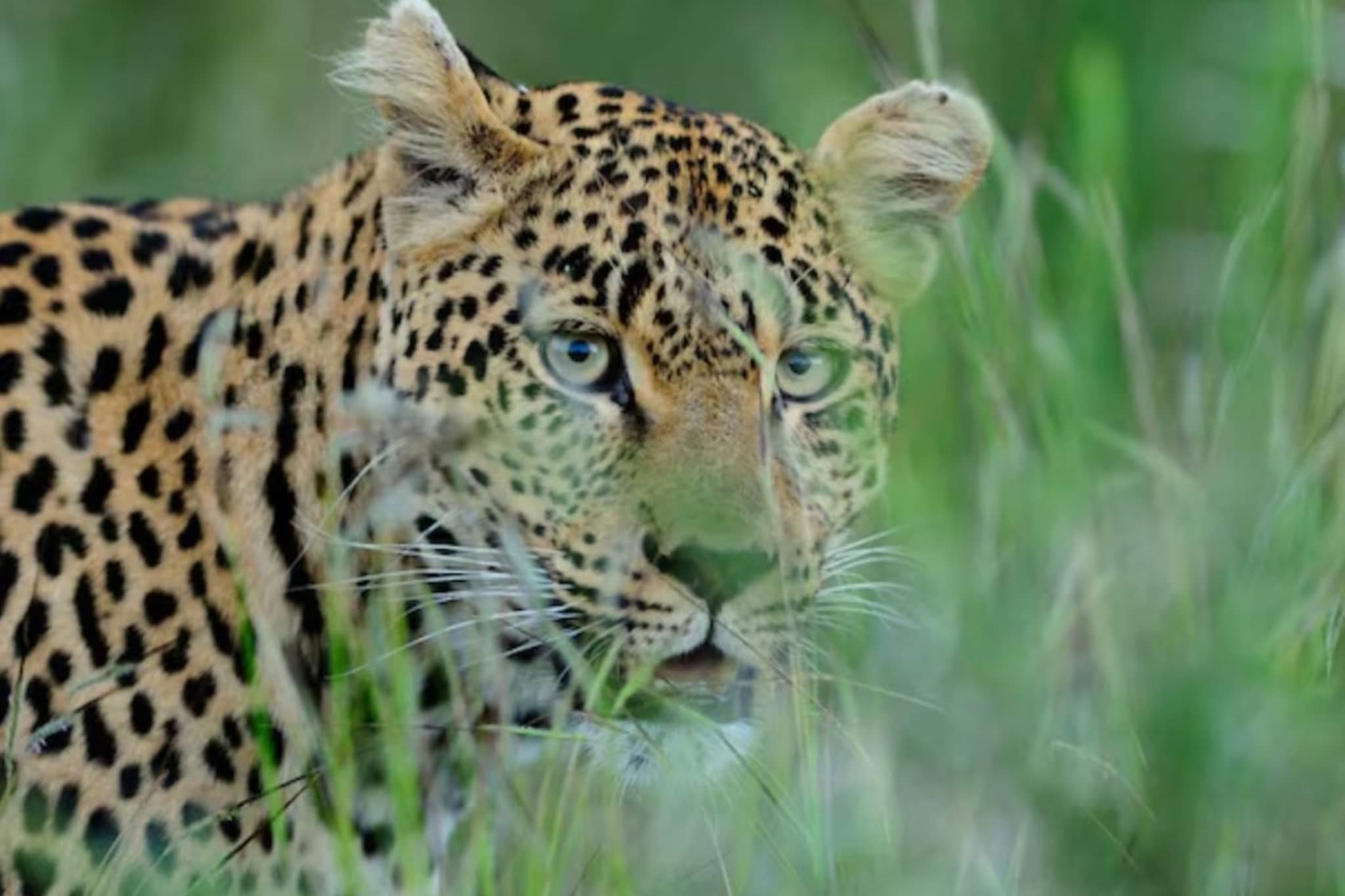 4 पाय कापले, 18 नखे गायब, पंजे तोडले; साताऱ्यात बिबट्याला भयंकर पद्धतीने संपवलं 4 पाय कापले, 18 नखे गायब, पंजे तोडले; साताऱ्यात बिबट्याला भयंकर पद्धतीने संपवलं