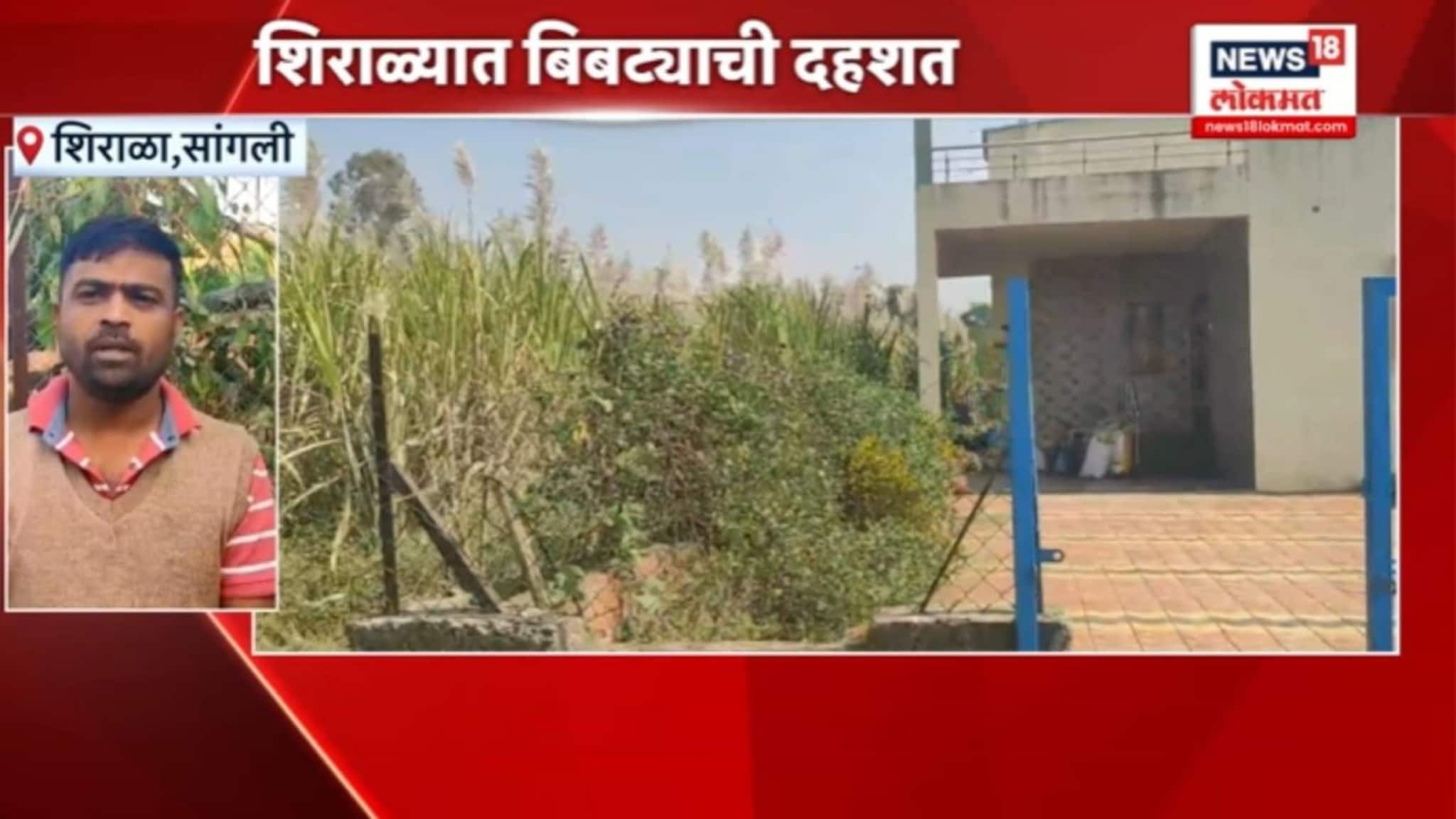 सांगली शिराळ्या तालुक्यात बिबट्याची दहशत, नागरिकांमध्ये भीतीचं वातावरण, VIDEO 