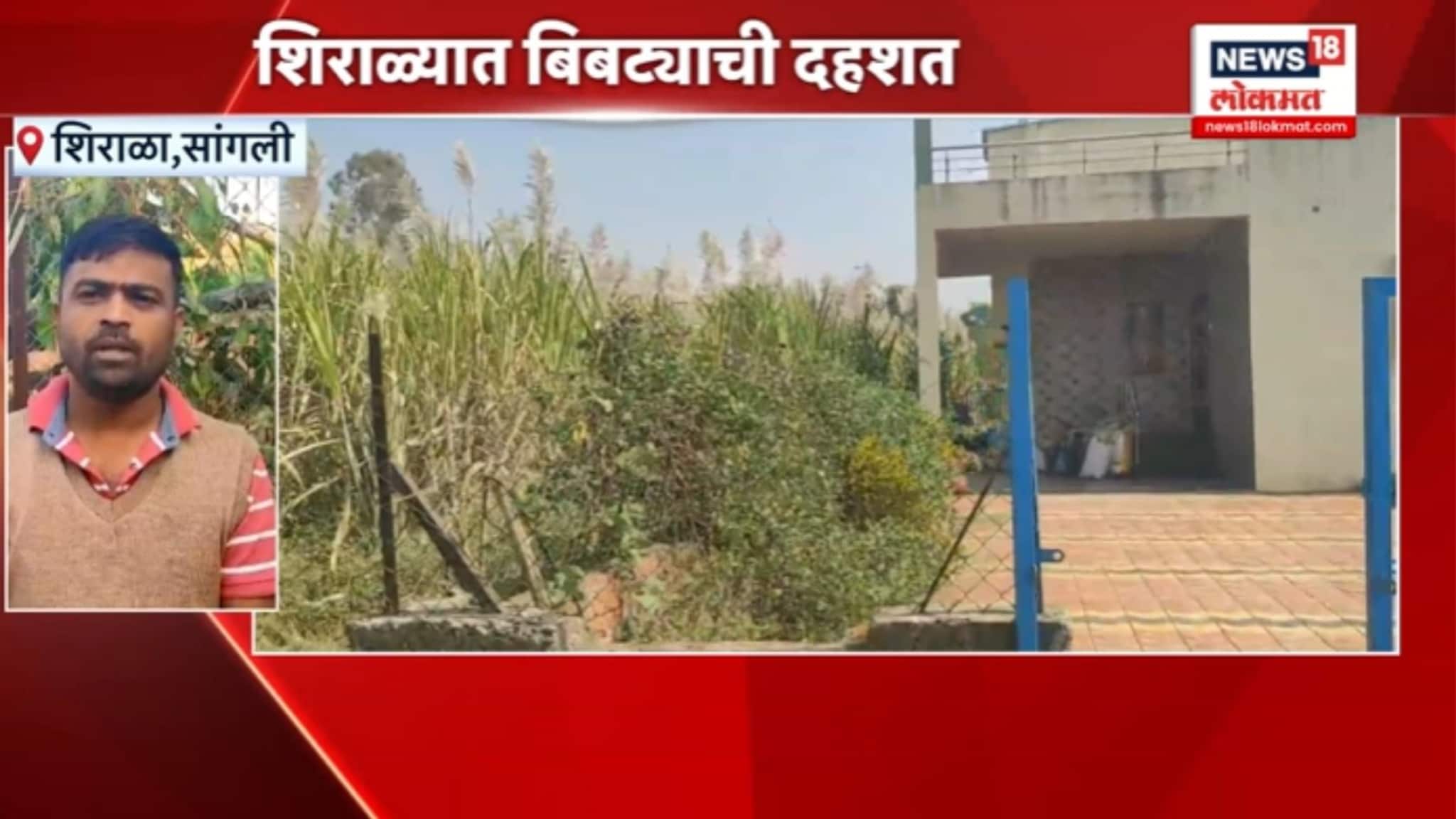 सांगली शिराळ्या तालुक्यात बिबट्याची दहशत, नागरिकांमध्ये भीतीचं वातावरण, VIDEO 