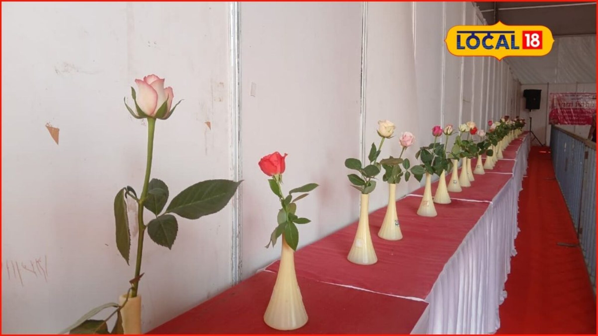 एक दोन नव्हे तब्बल 500 गुलाब, सोलापुरात भरलंय प्रदर्शन, काय आहे खास?