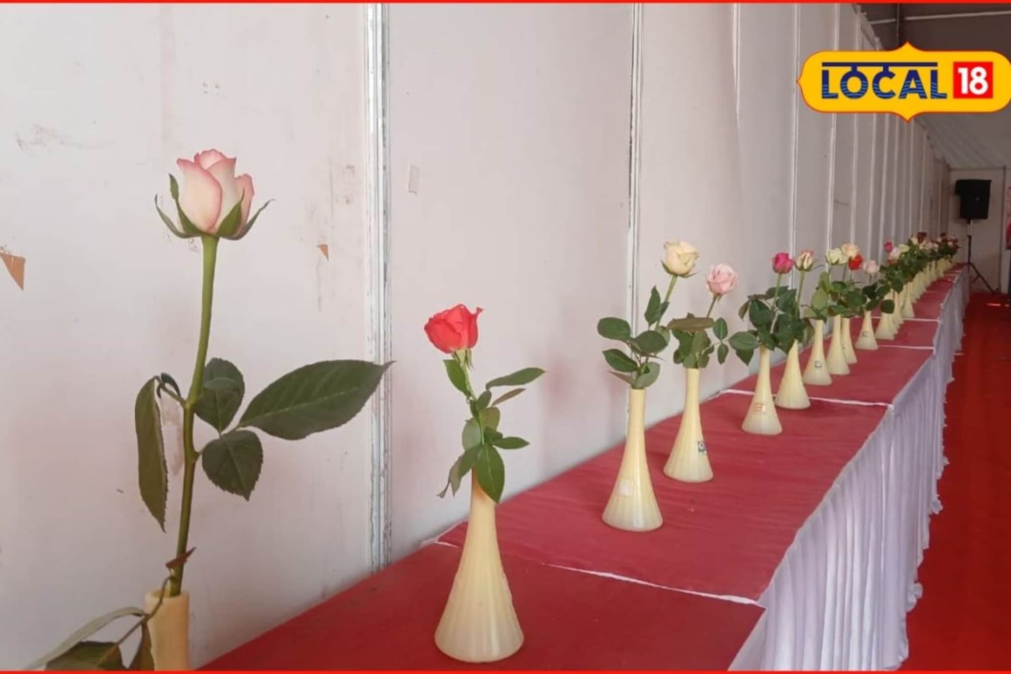 एक दोन नव्हे तब्बल 500 गुलाब, सोलापुरात भरलंय प्रदर्शन, काय आहे खास?