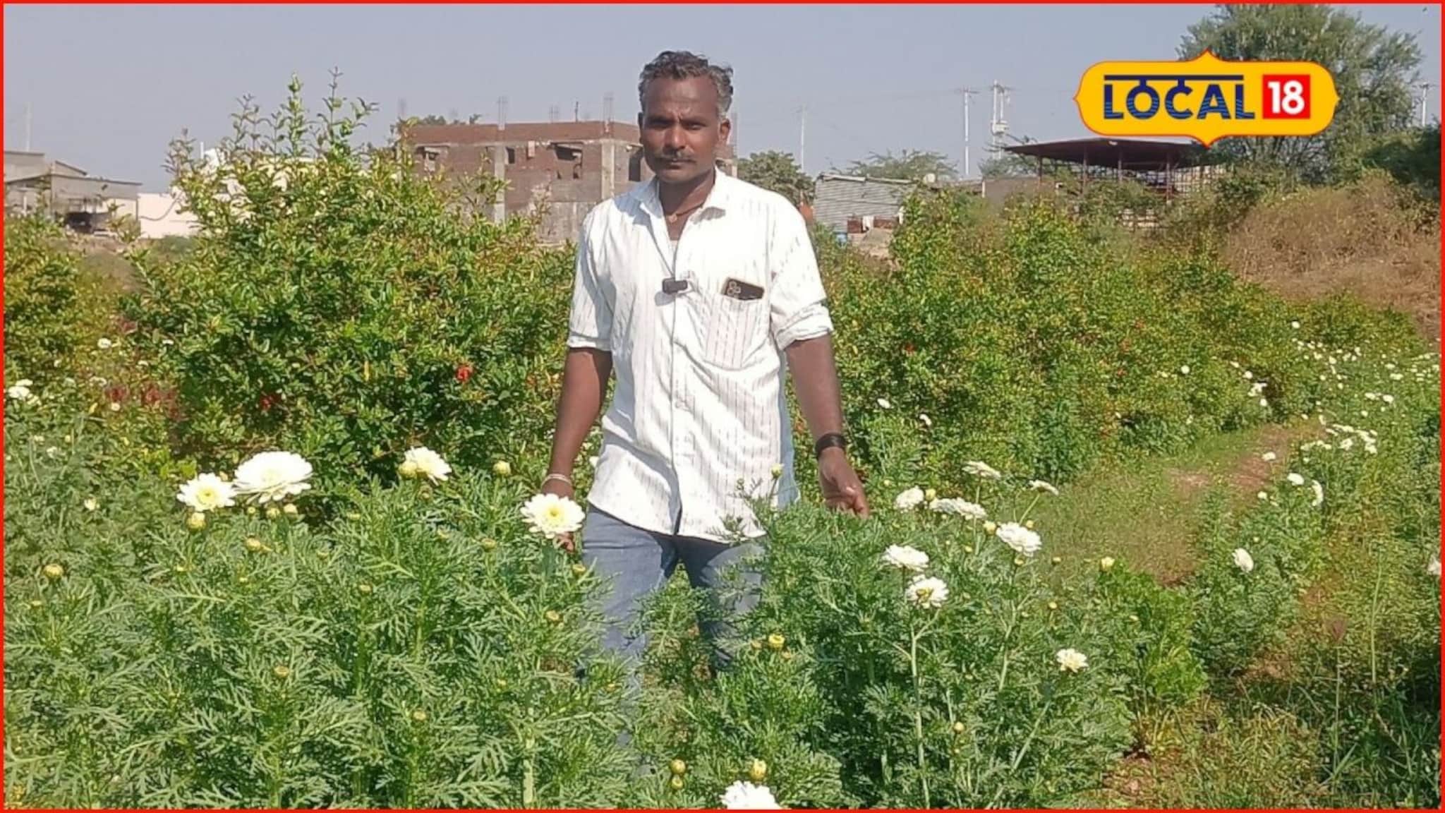 शेतकऱ्यानं डोकं लावलं, डाळिंबीच्या बागेत घेतलं पैशाचं पीक, अर्ध्या एकरात 2 लाखांचं उत्पन्न, Video