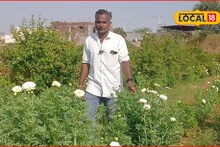 शेतकऱ्यानं डोकं लावलं, डाळिंबीच्या बागेत घेतलं पैशाचं पीक, अर्ध्या एकरात 2 लाखांचं उत्पन्न, Video