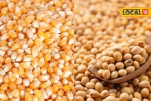 मक्याच्या दरात मोठी घसरण, शनिवारी सोयाबीन आणि कांद्याला किती मिळाला दर?