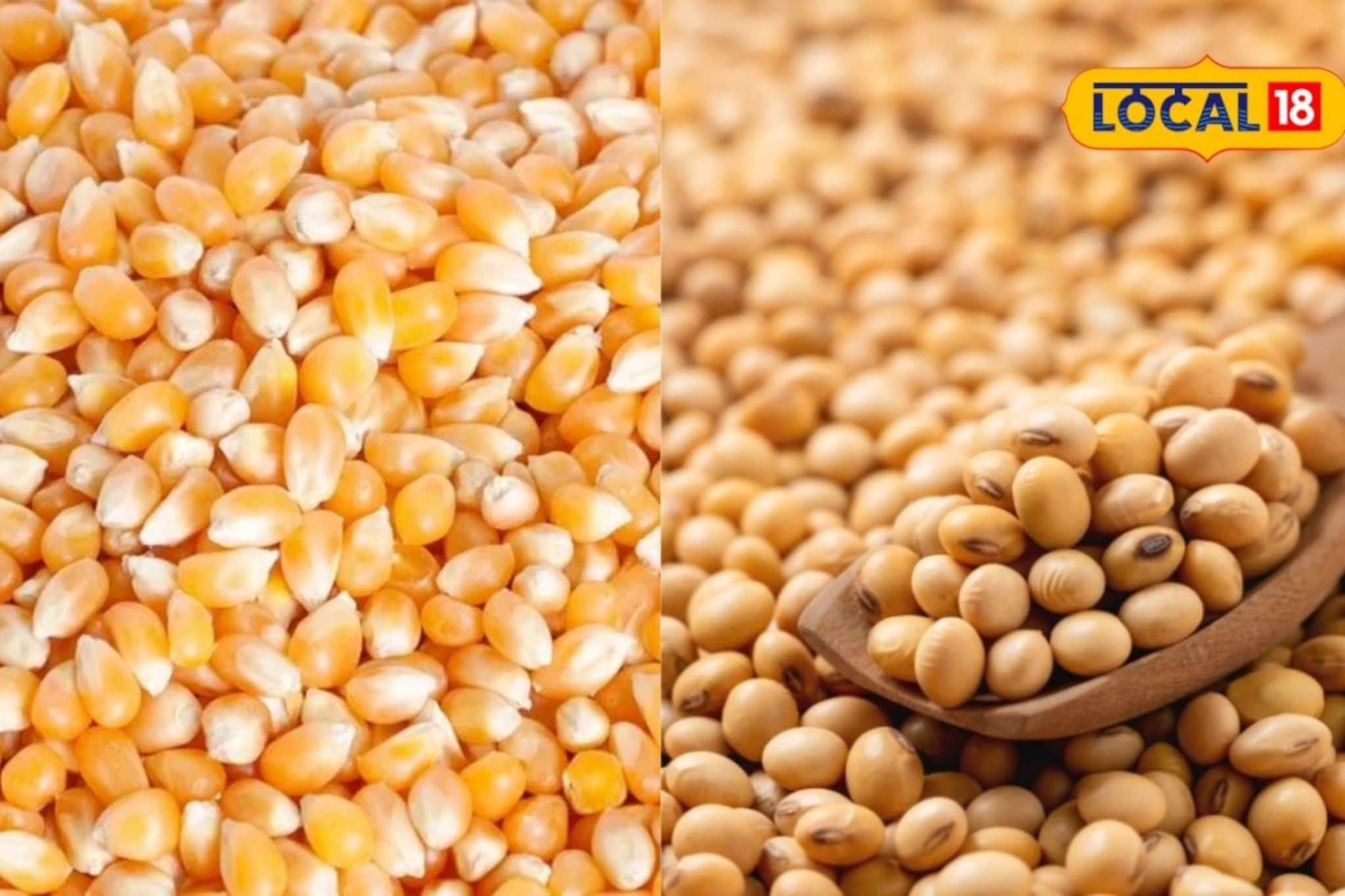 मक्याच्या दरात मोठी घसरण, शनिवारी सोयाबीन आणि कांद्याला किती मिळाला दर?