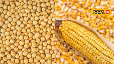 Maize, Onion Prices Up; Soybean Down in State Markets