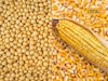 सोयाबीन आणि मक्याची पुन्हा दर वाढ, कांद्याला आज काय मिळाला भाव? इथं चेक करा