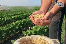 नागपूरमध्ये सोयाबीनला मिळाला 8,000 रु.चा विक्रमी दर, भाव आणखी कडाडणार का? वाचा सविस्तर