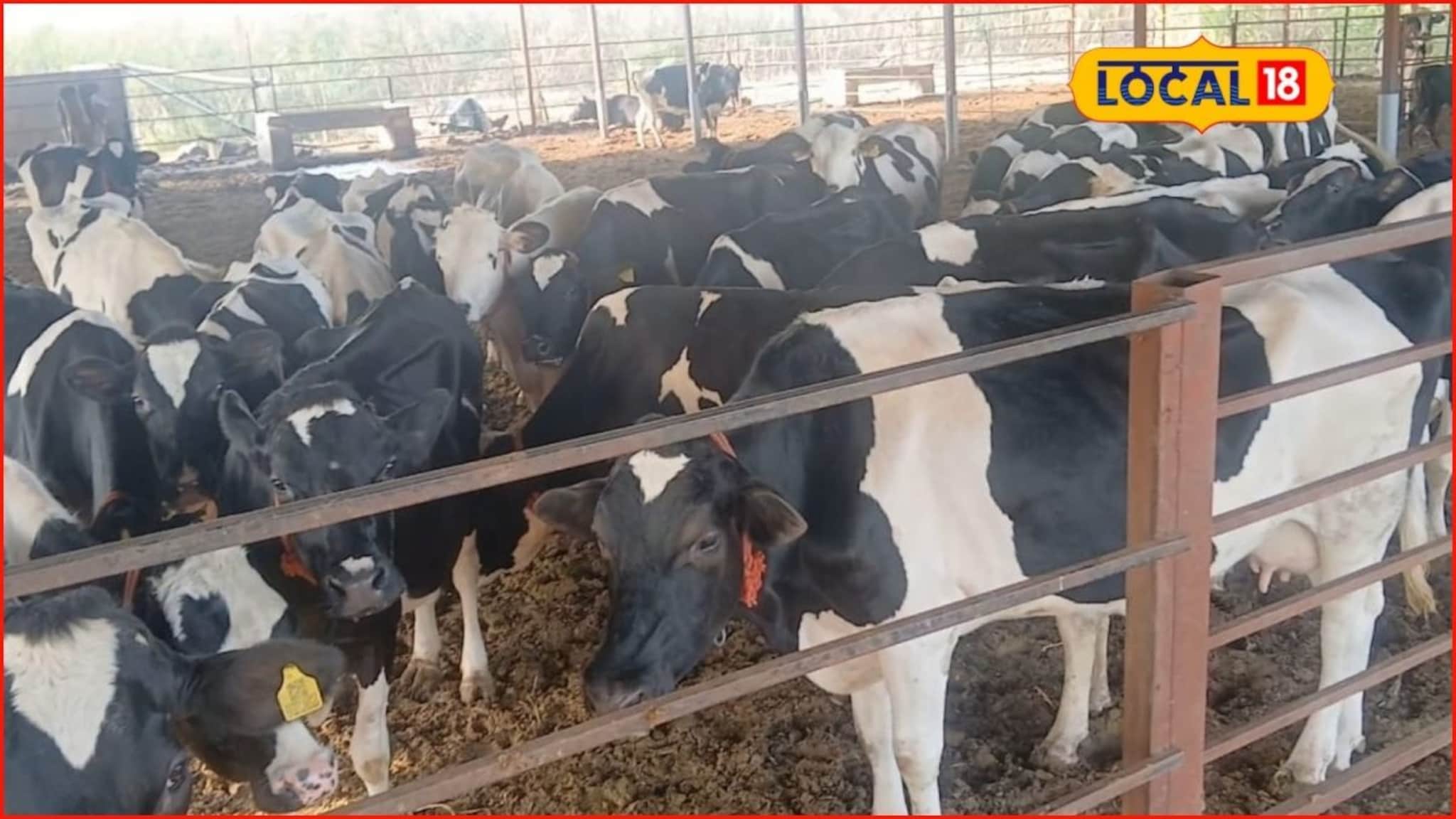 पशुवैद्यकीय डॉक्टर झाला पशुपालक, 65 पाळल्या गायी, महिन्याला 3 लाख कमाई