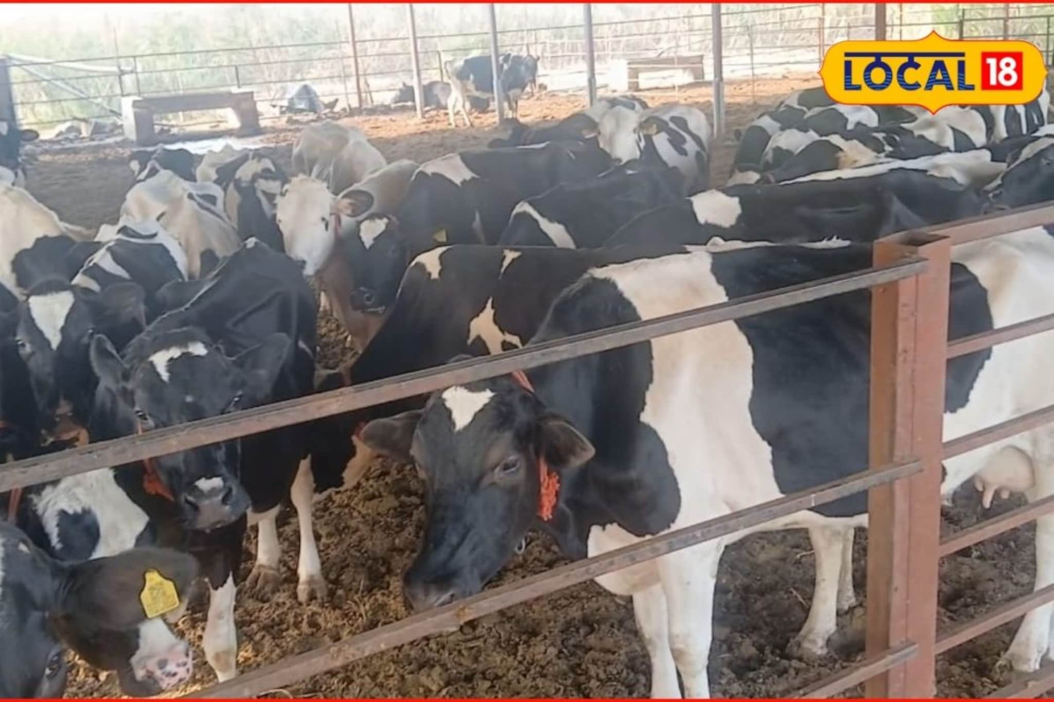 पशुवैद्यकीय डॉक्टर झाला पशुपालक, 65 पाळल्या गायी, महिन्याला 3 लाख कमाई