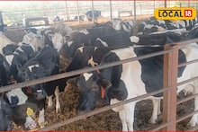 Success Story : पशुवैद्यकीय डॉक्टर झाला पशुपालक, 65 पाळल्या गायी, महिन्याला 3 लाख कमाई