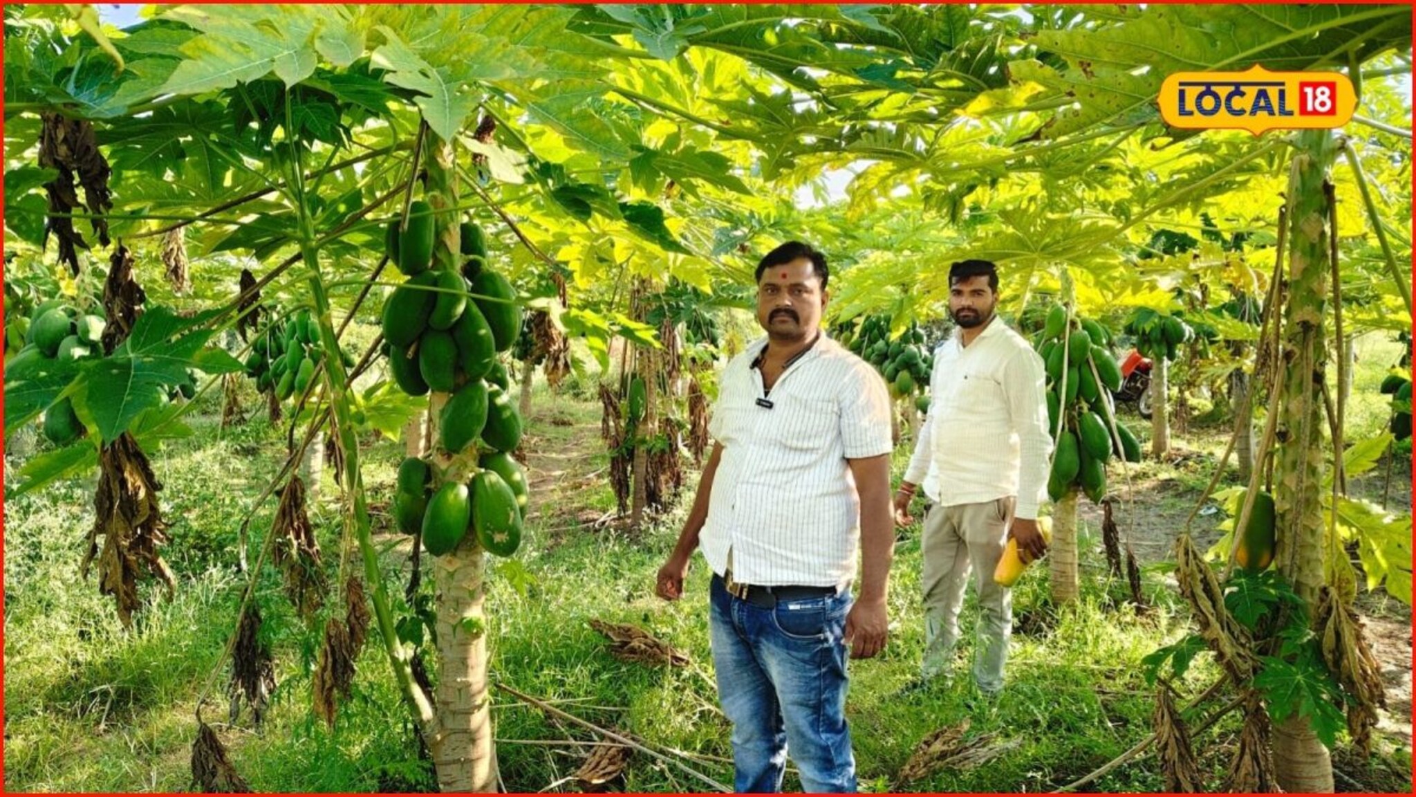 Success Story : अर्धा एकरमध्ये 350 झाडांची लागवड, शेतकऱ्याचा पपईचा प्रयोग यशस्वी, 3 लाखांची कमाई, Video