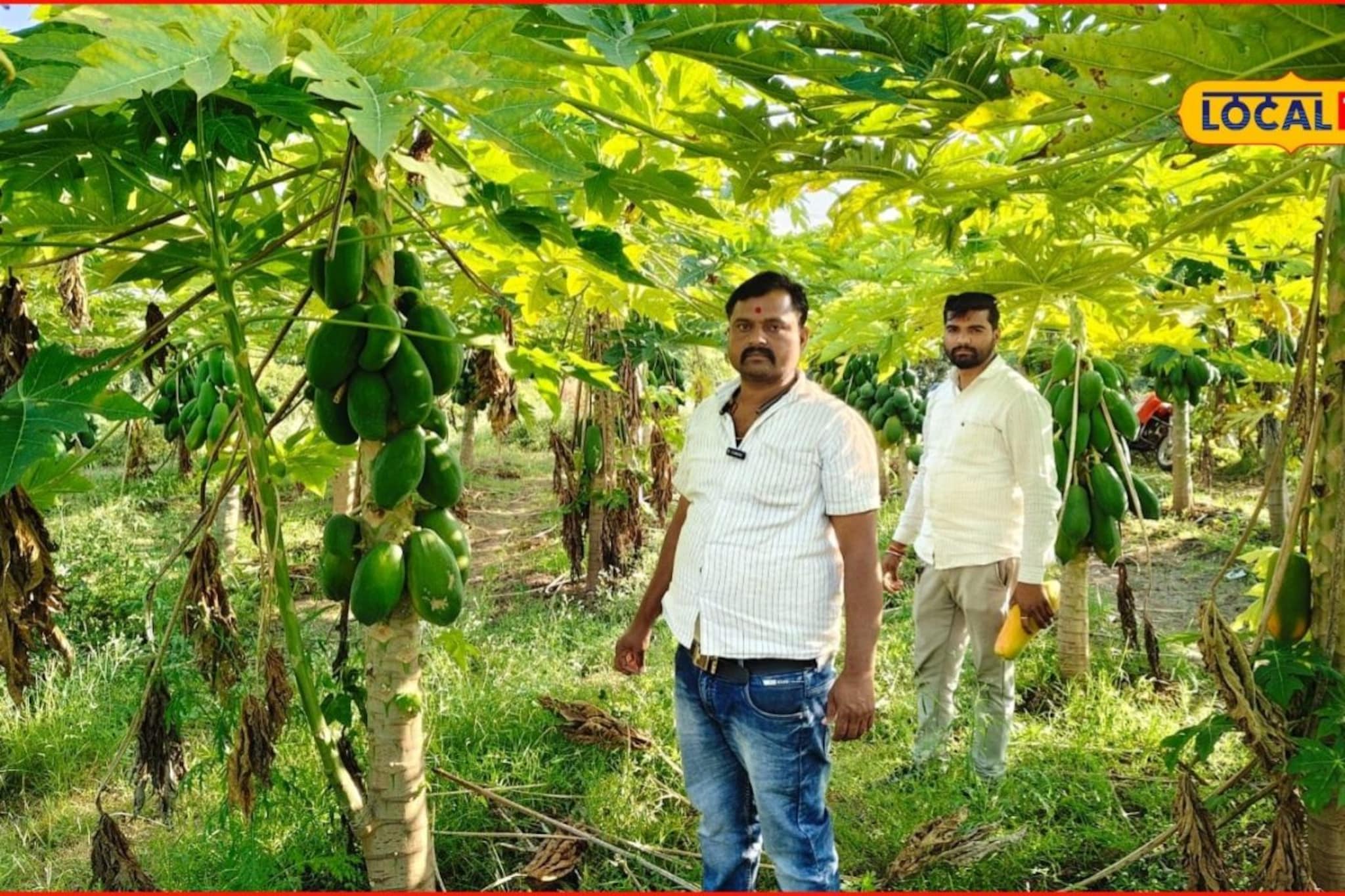 अर्धा एकरमध्ये 350 झाडांची लागवड, शेतकऱ्याचा पपईचा प्रयोग यशस्वी, 3 लाखांची कमाई अर्धा एकरमध्ये 350 झाडांची लागवड, शेतकऱ्याचा पपईचा प्रयोग यशस्वी, 3 लाखांची कमाई