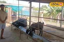 Success Story : इंजिनिअरिंगच्या नोकरीपेक्षा बिझनेस भारी, चंद्रकांतने शेळ्या पाळून 8 महिन्यात कमावले 5 लाख!