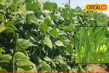 Success Story : नोकरीच्या शोधात केली भटकंती, शेवटी तरुणानं घेतला शेतीचा निर्णय, आता लाखात कमाई  Video