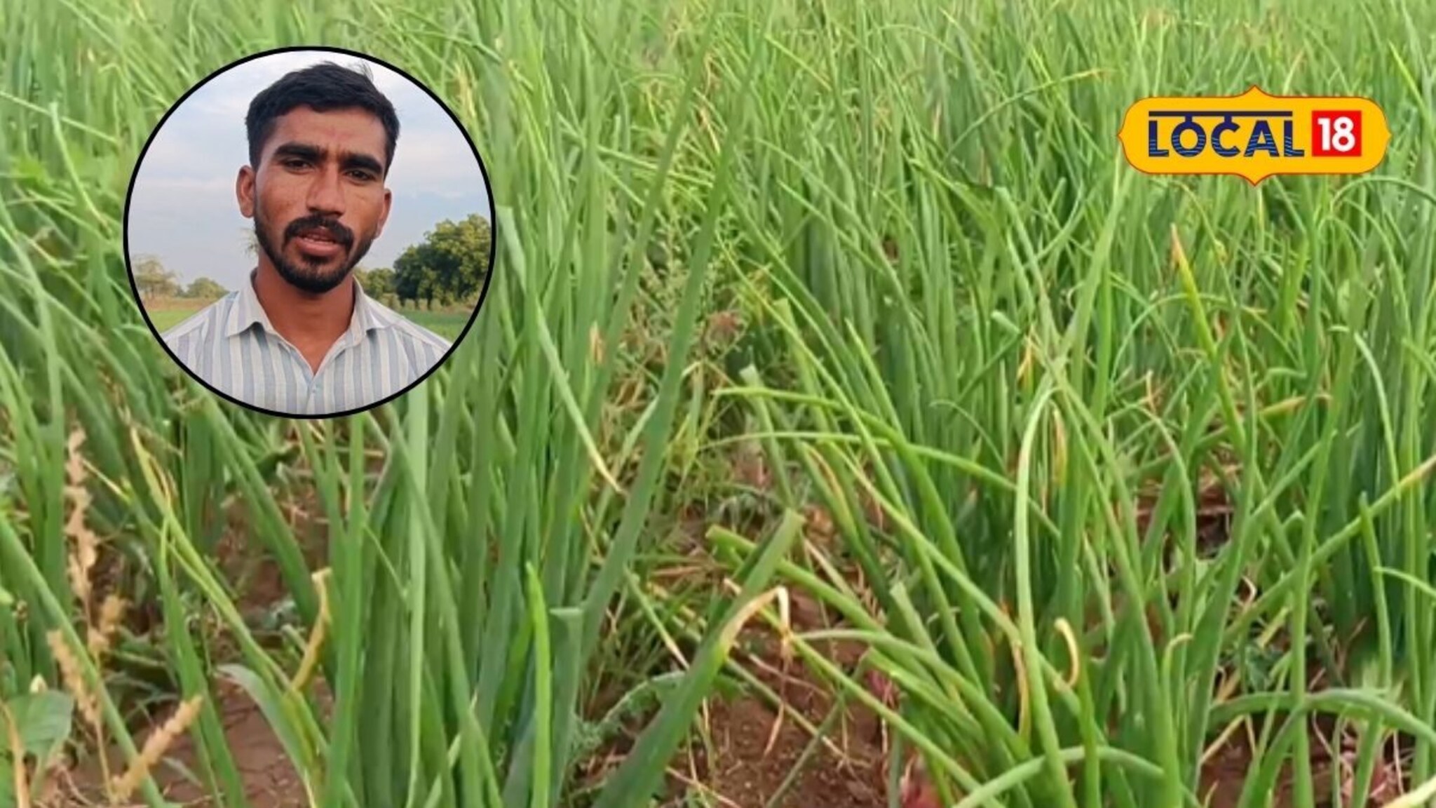 Success Story : पुण्यातील नोकरी सोडून गाठलं गाव, तरुणाने शेतात घेतलं कांद्याचे पीक, कमाई 3 लाख Video