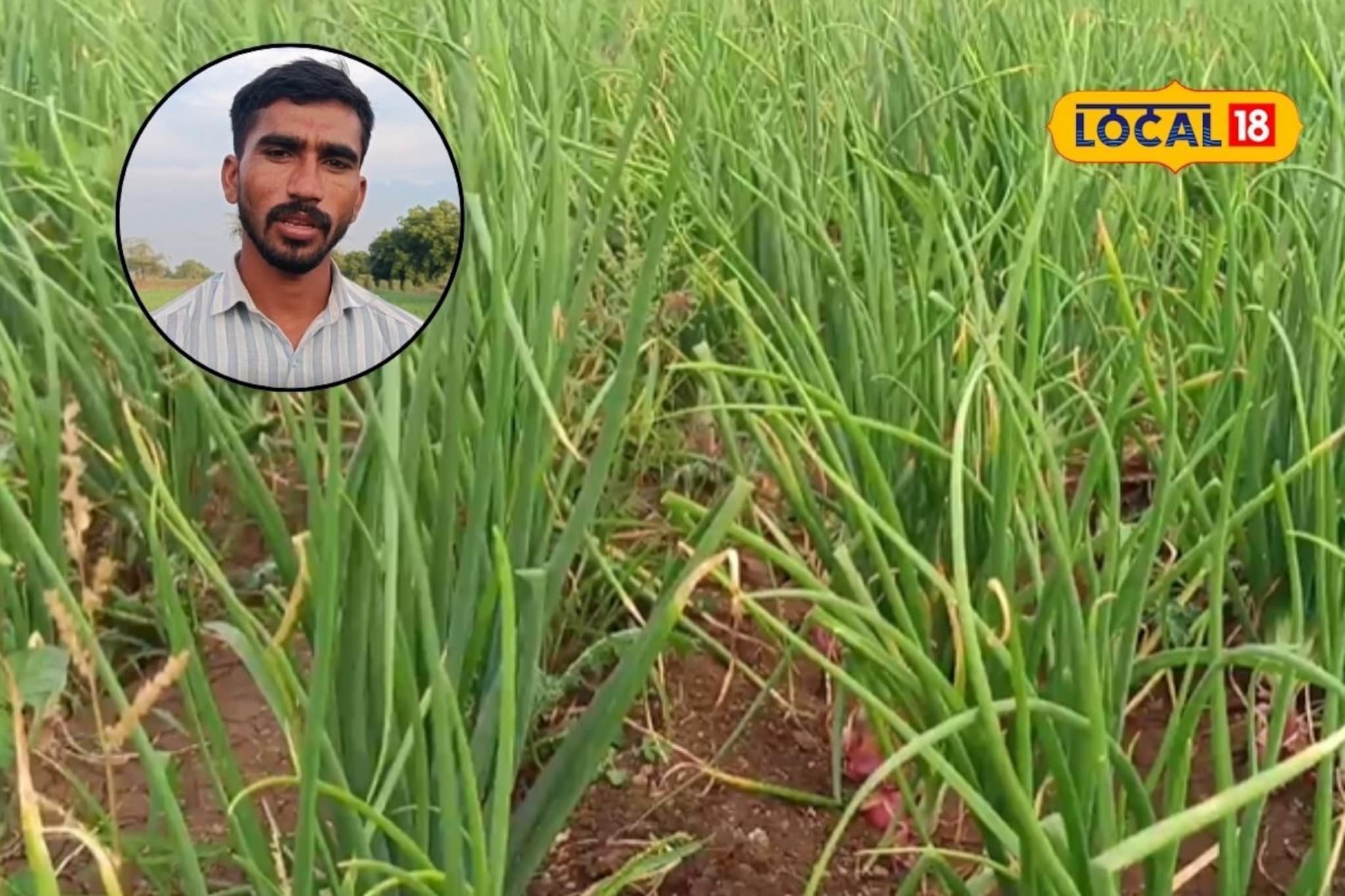 पुण्यातील नोकरी सोडून गाठलं गाव, तरुणाने शेतात घेतलं कांद्याचे पीक, कमाई 3 लाख