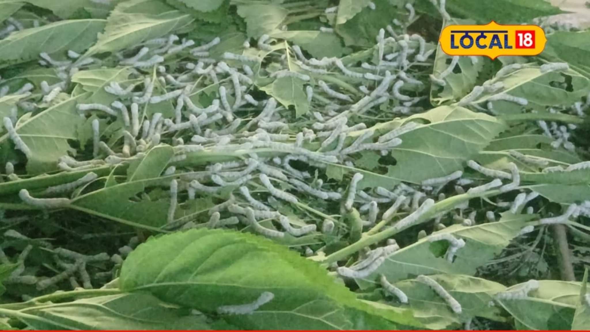 Success Story : नोकरी मिळत नसल्याने घेतला निर्णय, उच्चशिक्षित तरुणाने केली रेशीमची शेती, कमाई तर पाहाच