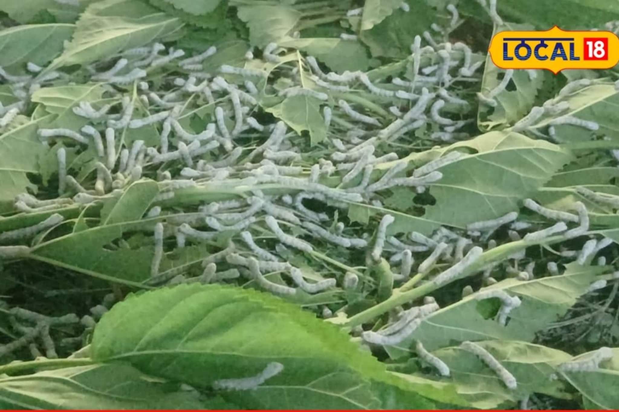 नोकरी मिळत नसल्याने घेतला निर्णय,तरुणाने केली रेशीमची शेती, कमाई तर पाहाच