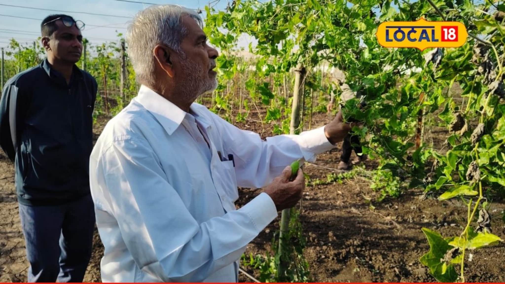 Success Story : नेहमीच्या पिकांना दिला फाटा, शेतकऱ्यानं केला तोडले शेतीचा प्रयोग, उत्पन्न लाखात! Video