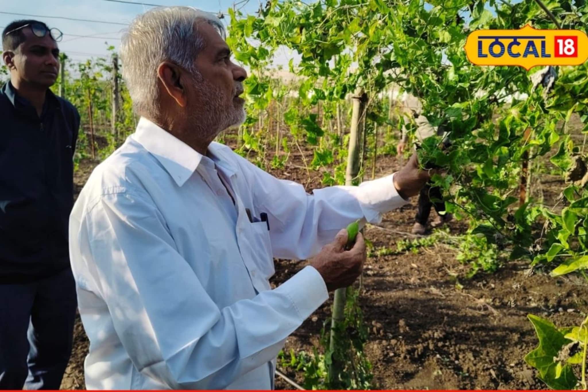 नेहमीच्या पिकांना दिला फाटा, शेतकऱ्यानं केला तोडले शेतीचा प्रयोग, उत्पन्न लाखात