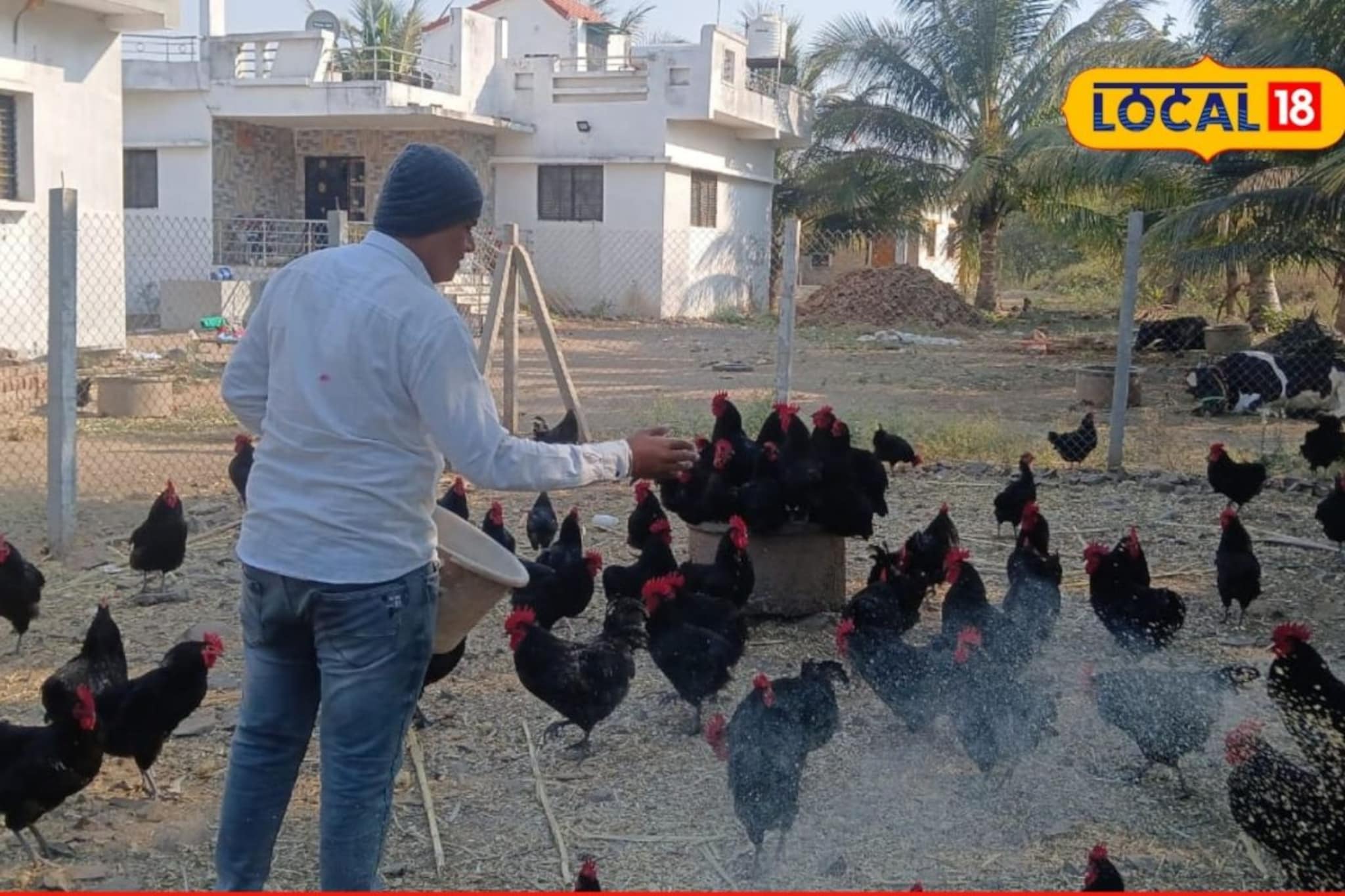 नोकरी करत सुरू केला कुक्कुटपालन व्यवसाय, विशालची  3 लाख उलाढाल, कसं मिळवलं यश?