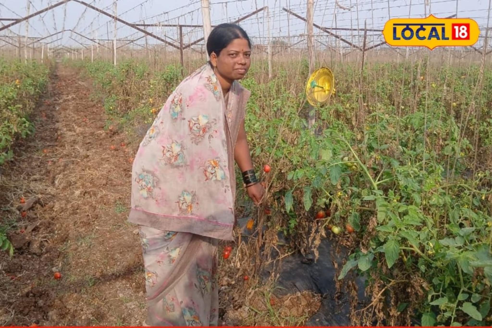 स्वप्नांचा झाला 'लाल चिखल', टोमॅटोला भाव नसल्यामुळे 2.50 लाखांचं नुकसान, Video स्वप्नांचा झाला 'लाल चिखल', टोमॅटोला भाव नसल्यामुळे 2.50 लाखांचं नुकसान, Video