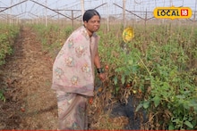 Tomato Price : शेतकऱ्याचा स्वप्नांचा झाला 'लाल चिखल', टोमॅटोला भाव नसल्यामुळे 2.50 लाखांचं नुकसान, Video