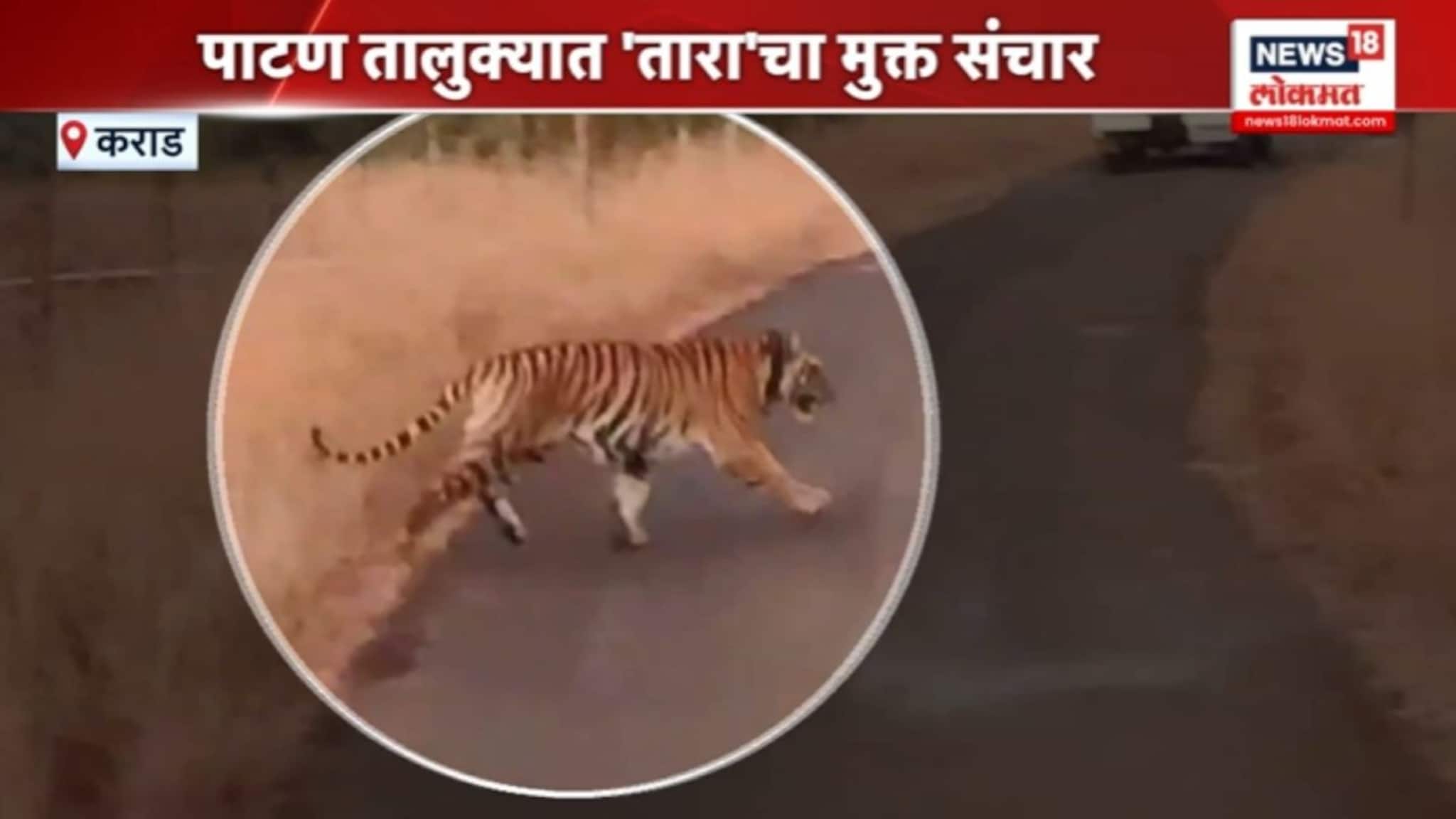 'तारा' वाघीणीचा मुक्त संचार, पण नागरिक भयभीत..! video