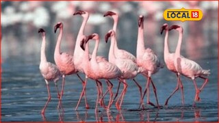 Thane Tourism: ठाणे खाडीत इराण, अफगाणचे पाहुणे दाखल, पाहायला जाताय? तिकीट दर आणि वेळापत्रक