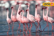 ठाणे खाडीत इराण, अफगाणचे पाहुणे दाखल, 'फ्लेमिंगो' पाहायला कसं जायचं? तिकीट दर आणि वेळापत्रक