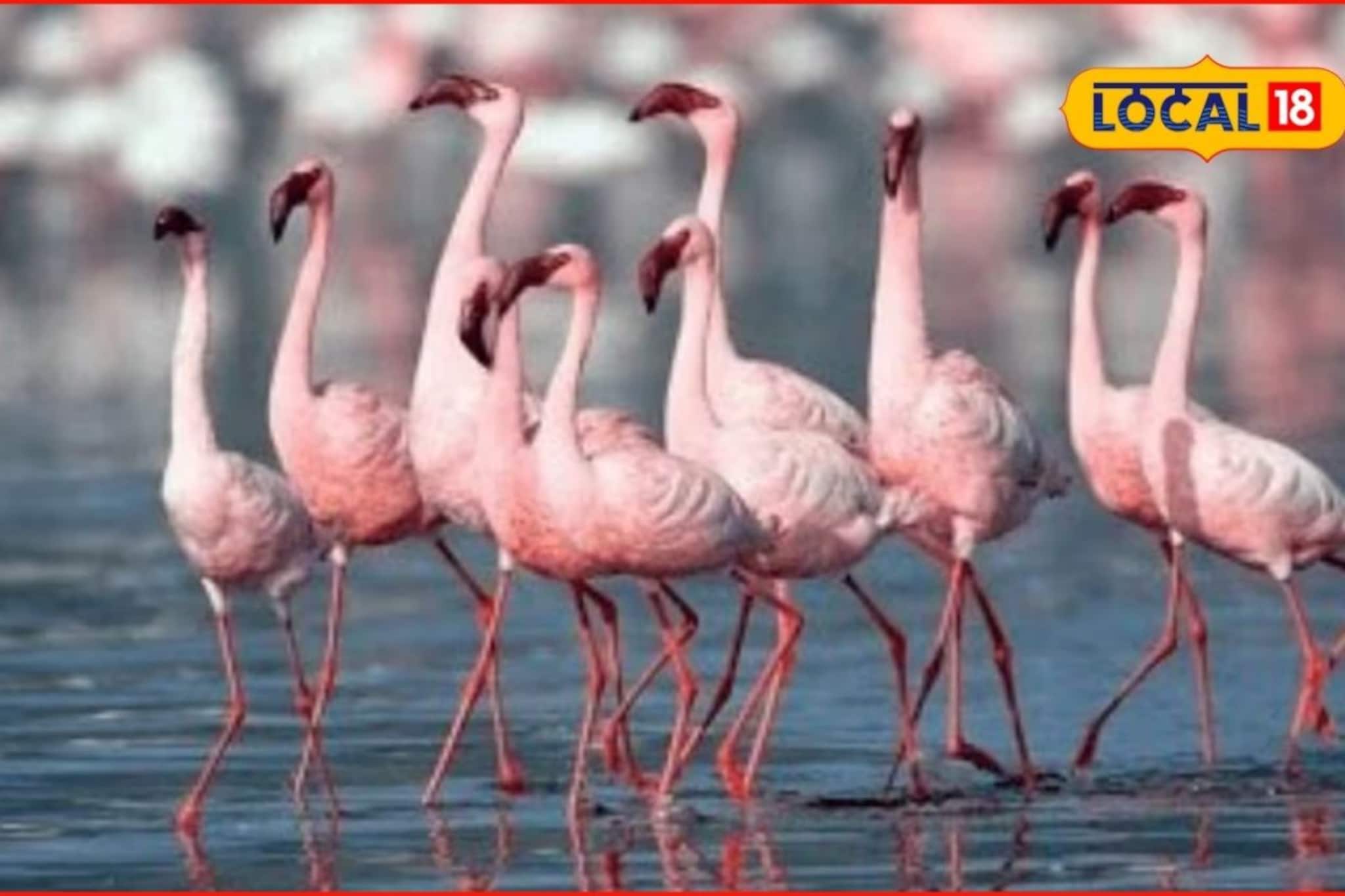 ठाणे खाडीत परदेशी पाहुणे दाखल, फ्लेमिंगो पाहायला कसं जायचं? तिकीट दर, वेळापत्रक