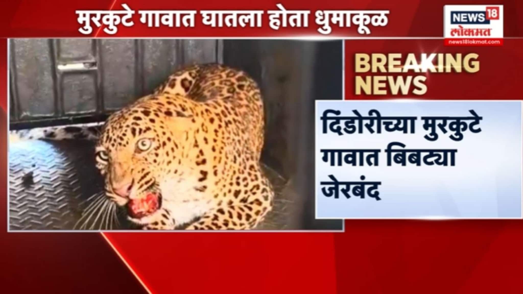 दिंडोरीच्या मुरकुटे गावात बिबट्या जेरबंद,नागरिकांनी सोडला सुटकेचा निःश्वास..!  VIDEO