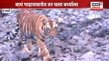 वाघ पाहायचे? तर चला वर्ध्याला,बोर व्याघ्र प्रकल्पात वाघाचं दर्शन,VIDEO