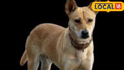 श्वान मालकांवर कारवाई (प्रतिकात्मक फोटो)