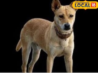 श्वान मालकांवर कारवाई (प्रतिकात्मक फोटो) श्वान मालकांवर कारवाई (प्रतिकात्मक फोटो)