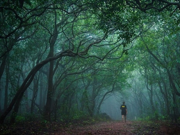 विनापरवाना झाड तोडल्यास दंड 