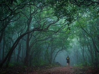 विनापरवाना झाड तोडल्यास दंड विनापरवाना झाड तोडल्यास दंड
