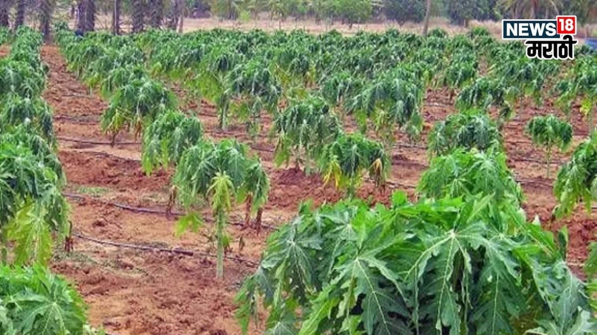 हिवाळ्यात या पिकाला फक्त खर्च 60 हजार करा अन् 10 लाखांपर्यंत उत्पन्न मिळवा