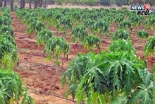 राज्यात या पिकाला सर्वाधिक पसंती! खर्च फक्त 60 हजार करा अन् 10 लाखांपर्यंत उत्पन्न मिळवा