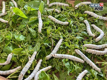 कमी जागेत व्यवसाय सुरू करा अन् महिन्याला 1 ते 2 लाख कमवा ते कसं?